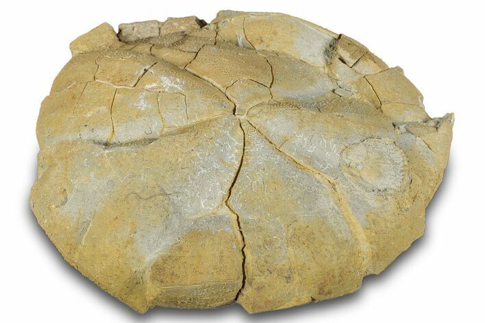 Cretaceous Sea Urchin (Macraster) Fossil - Texas #287361